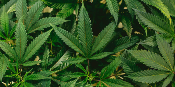 Baume CBD : Quels Bienfaits et Comment l'Utiliser ?